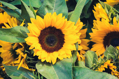 Close-up of sunflower blooming outdoors