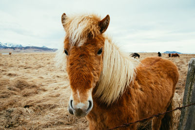 Horse standing in a field