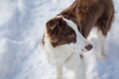 Close-up of dog looking away