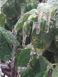 Close-up of frozen plants