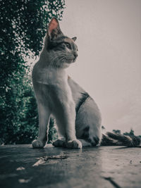 Cat looking away while sitting outdoors