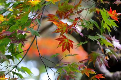 Low angle view of maple tree during autumn