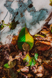 nature