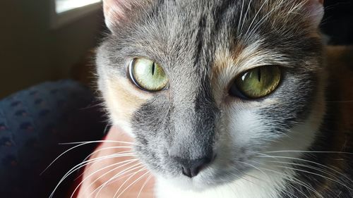 Close-up portrait of cat