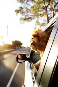 Dog on road