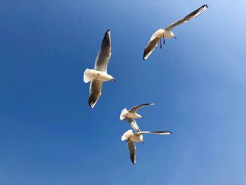 Low angle view of seagulls flying