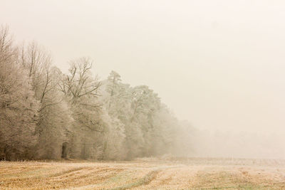 Trees on field against sky during foggy weather