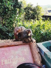 Monkey sitting on a tree