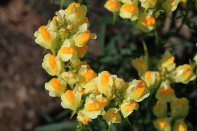 Close-up of fresh yellow flowers