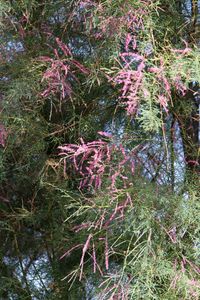 Plants growing on tree