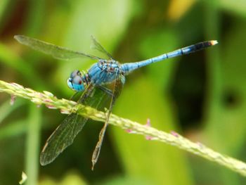 Close-up of insect on leaf