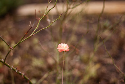 Tiny fragile pink rose, blurred background