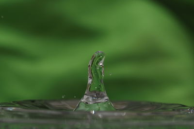 Close-up of drop falling on water