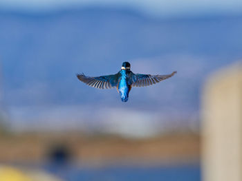 Common kingfisher, alcedo atthis, in the marsh of the albufera of valencia, spain