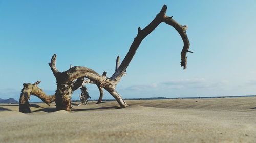 Low angle view of driftwood at beach against sky on sunny day
