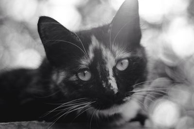 Close-up portrait of a cat
