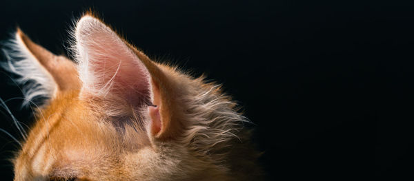 Close-up of cat against black background