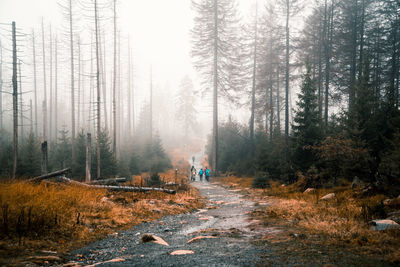 Panoramic view of pine trees in forest during autumn