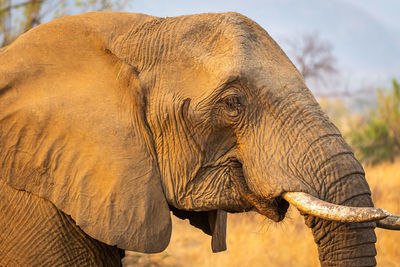 Close-up of elephant