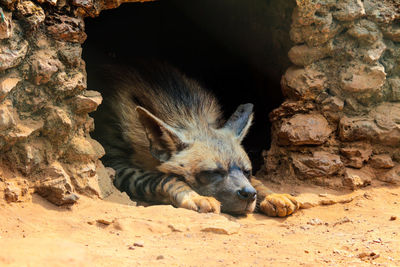 A hyena's den