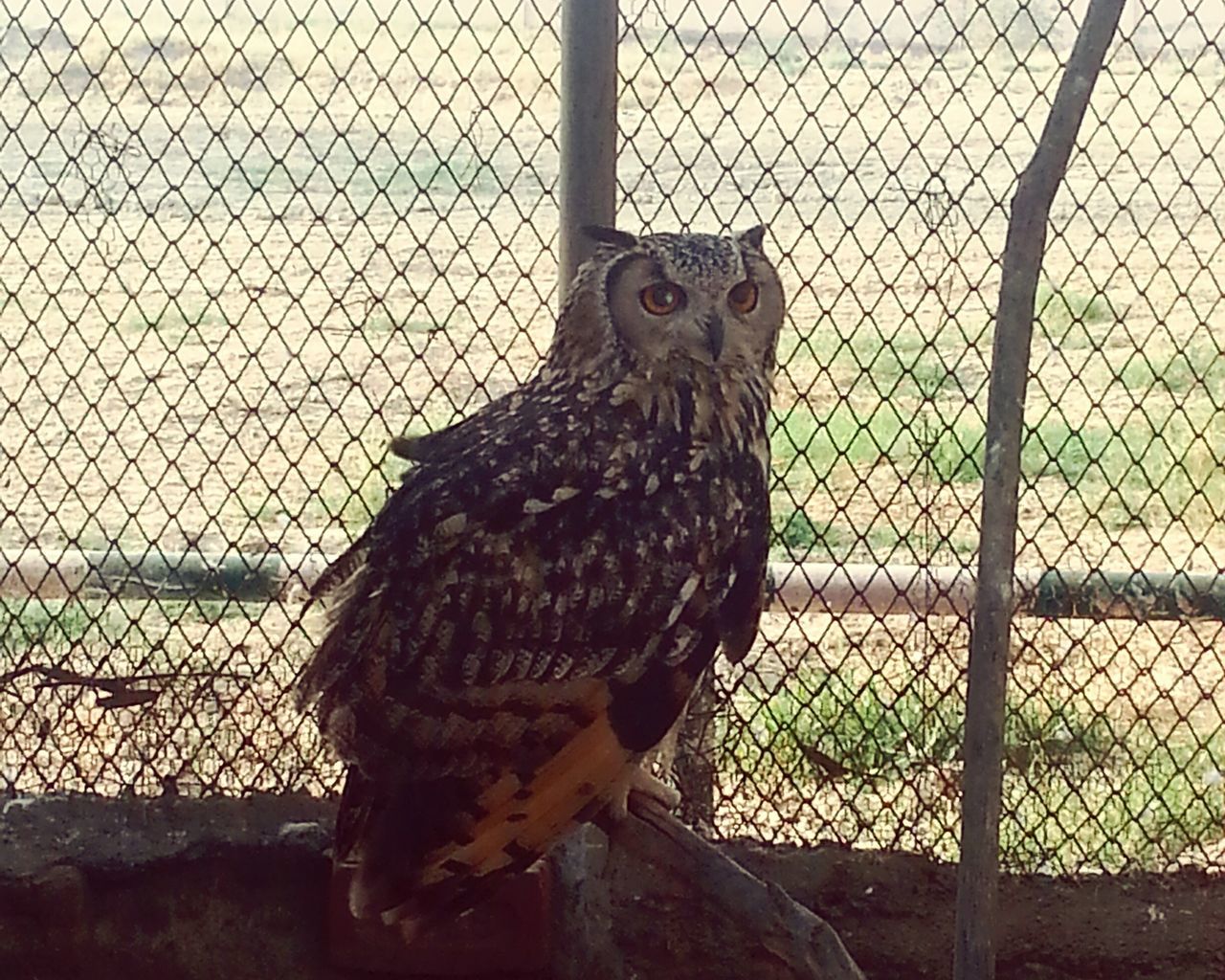 animal themes, one animal, animals in the wild, wildlife, chainlink fence, fence, focus on foreground, bird, animals in captivity, metal, cage, protection, safety, close-up, zoo, outdoors, perching, no people, day, mammal