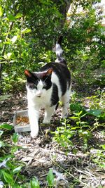 Cat in park