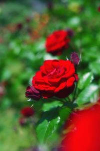 Close-up of red rose