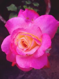 Close-up of pink rose