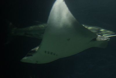 Close-up of fish swimming in aquarium