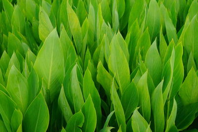 Full frame shot of fresh green plants