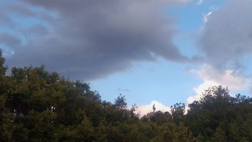 Low angle view of trees against sky