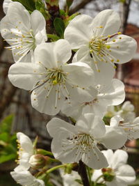 Close-up of white cherry blossom tree