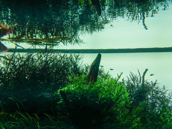 Scenic view of lake in forest