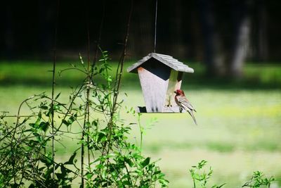 Bird on a plant against blurred background