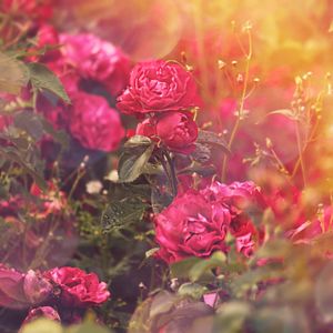 Close-up of pink flowers