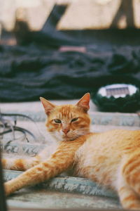 Close-up portrait of a cat