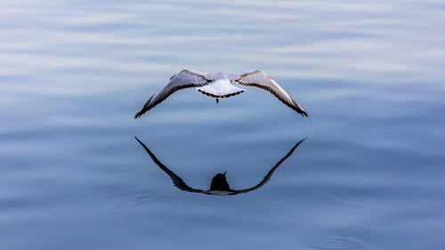 Bird flying over lake against sky