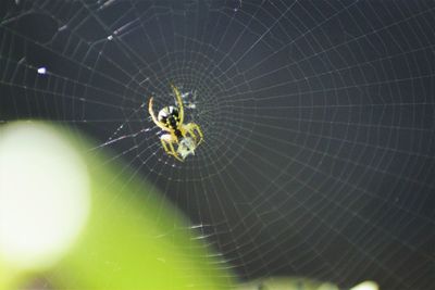 Close-up of spider on web