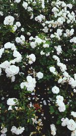 High angle view of white flowers