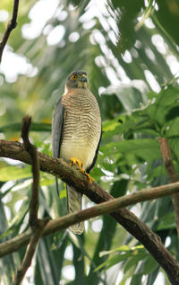 Bird perching on a tree