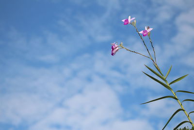 Low angle view of pink flowers