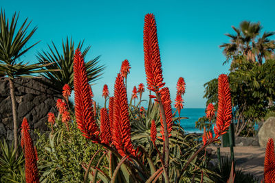 Close-up of red cactus growing on field against sky