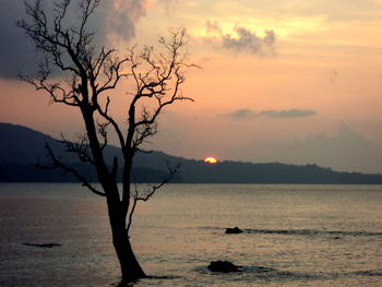 Silhouette tree by sea against sky during sunset