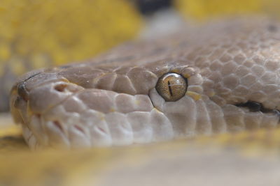 Macro shot of turtle