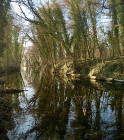 Reflection of trees in lake against sky