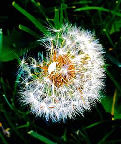 Close-up of dandelion