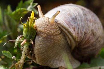 Close-up of snail on grass