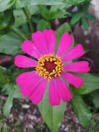 Close-up of pink flower