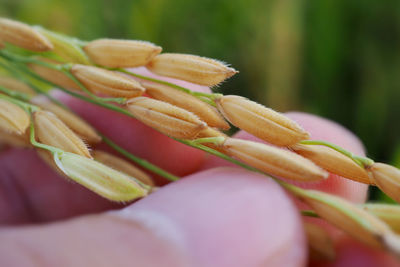 Close-up of flower buds