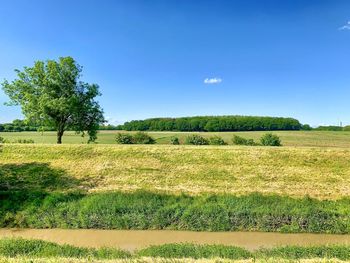 Scenic view of field against clear sky